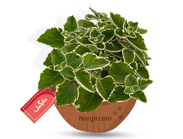 Nargil_Plectranthus Forsteri